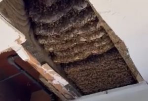 Bee Conscious Removal Video 03