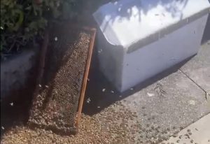 Bee Conscious Removal Video 05