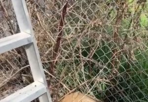 Bee Conscious Removal Video 06