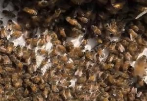 Bee Conscious Removal Video 07